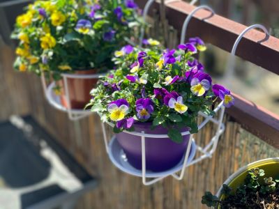 Ode aan violen: de vrolijke noot voor tuin, terras en balkon