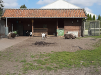 Lunchroom de Oosteinde Hillegom