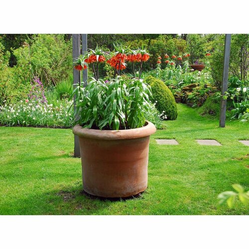 Bio Fritillaria imperialis rubra 1 bol - afbeelding 3