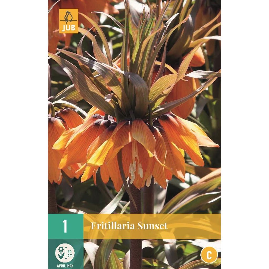 Fritillaria imperialis sunset 1 bol