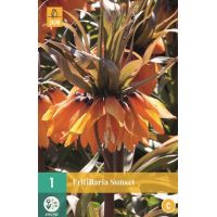 Fritillaria imperialis sunset 1 bol