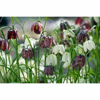 Bio Fritillaria meleagris 10 bollen - afbeelding 2