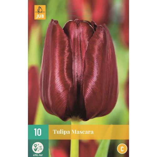 Tulp mascara 10 bollen - afbeelding 1
