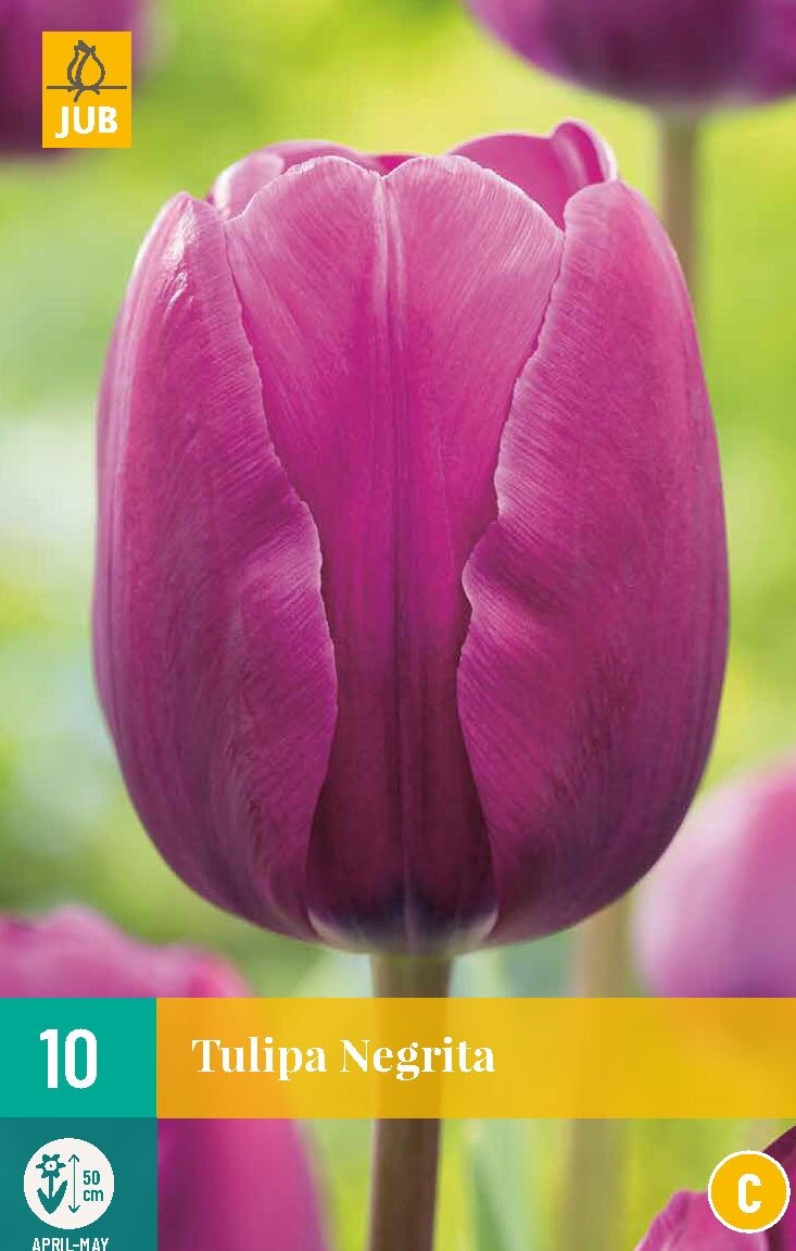 Tulipa Negrita