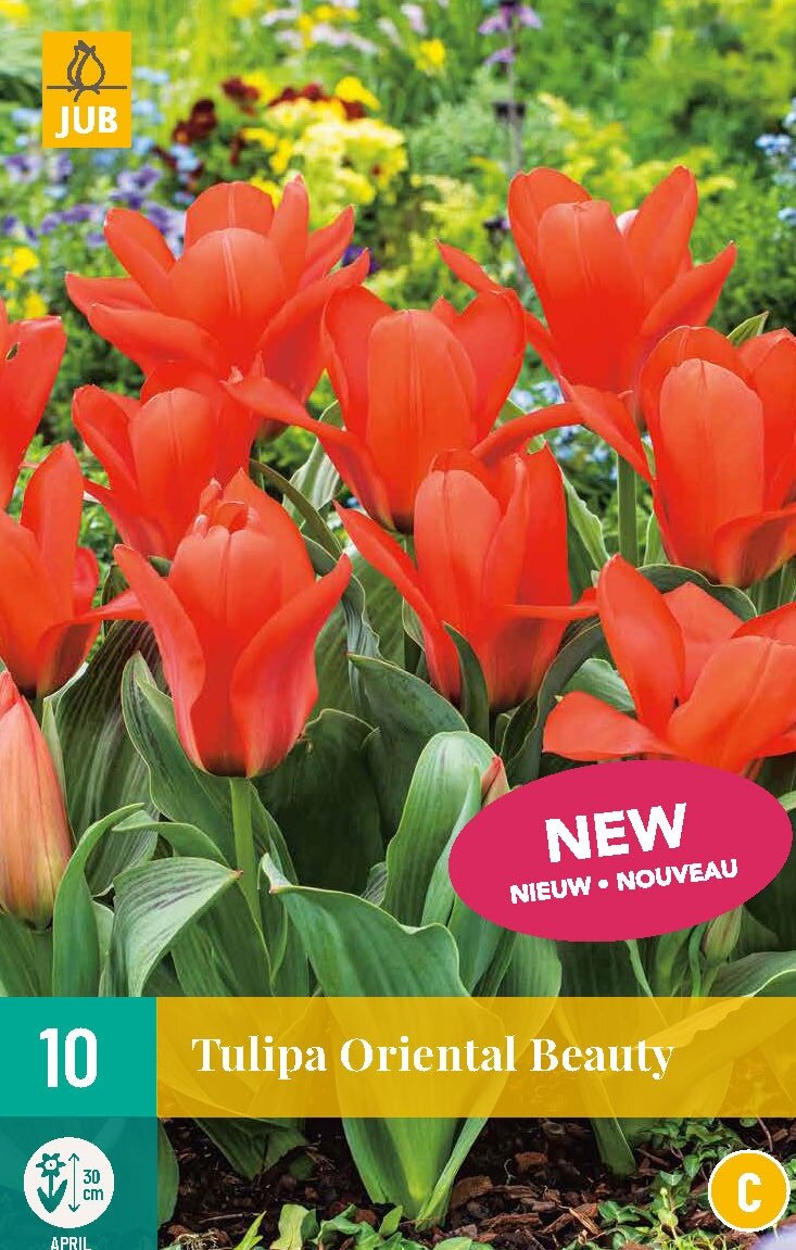 Tulp Oriental Beauty - 10st - Bloembollen - JUB Holland