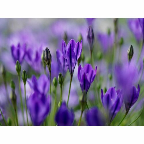 Triteleia corrina 10 bollen - afbeelding 2