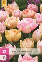 Tulpen peaches & kisses 12 bollen