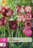 Tulp crown striped crown 12 bollen
