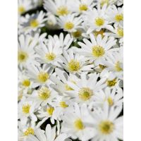 Anemoon coronaria bride 15 bollen - afbeelding 2