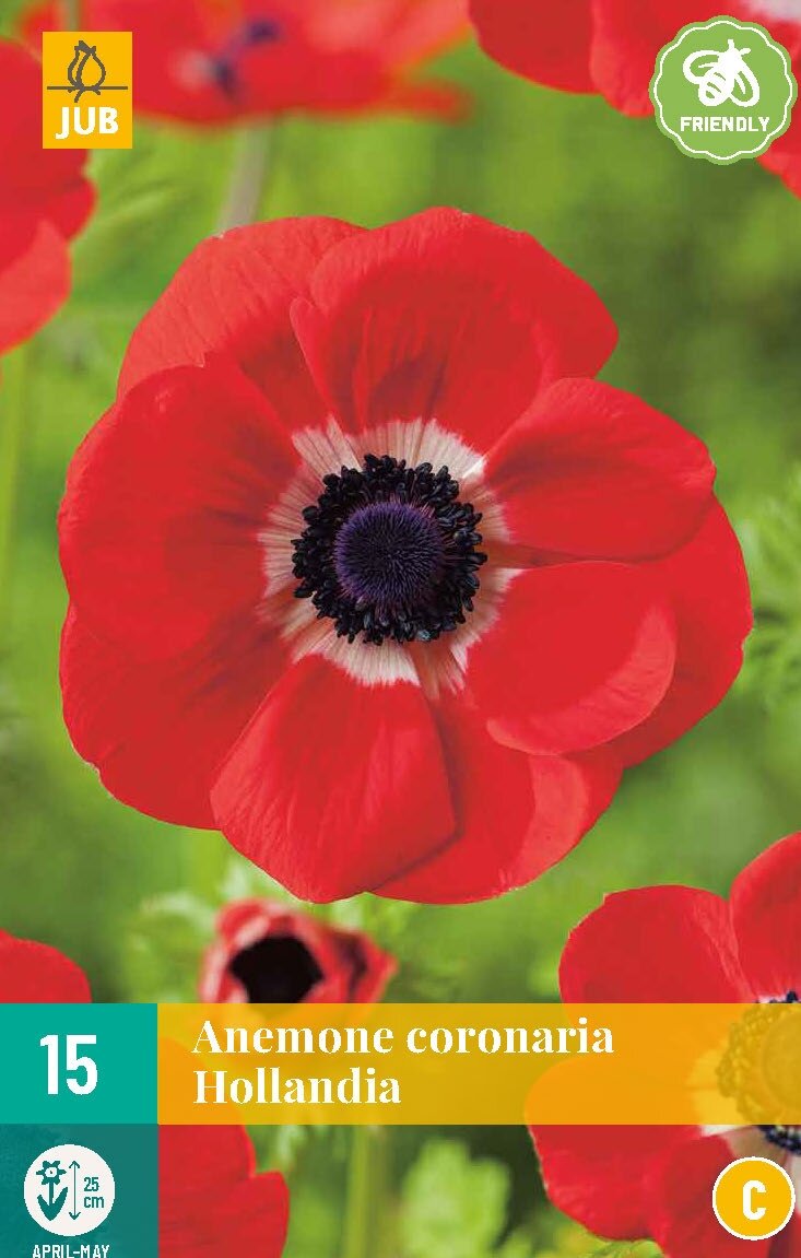Anemoon coronaria Hollandia 15 bollen