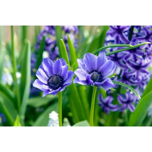 Anemoon coronaria Lord Lieutenant 15 bollen - afbeelding 2