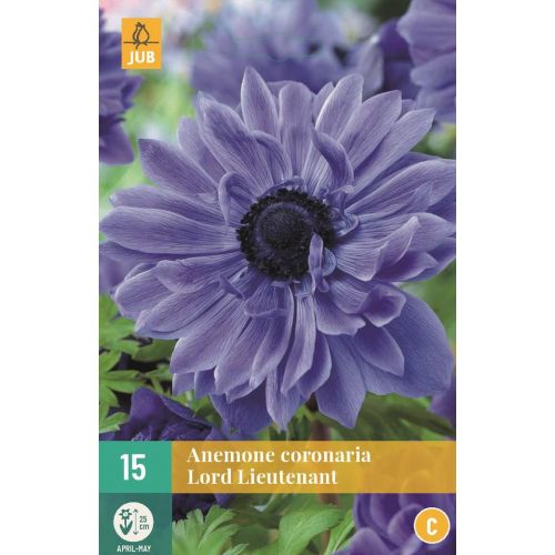 Anemoon coronaria Lord Lieutenant 15 bollen - afbeelding 1
