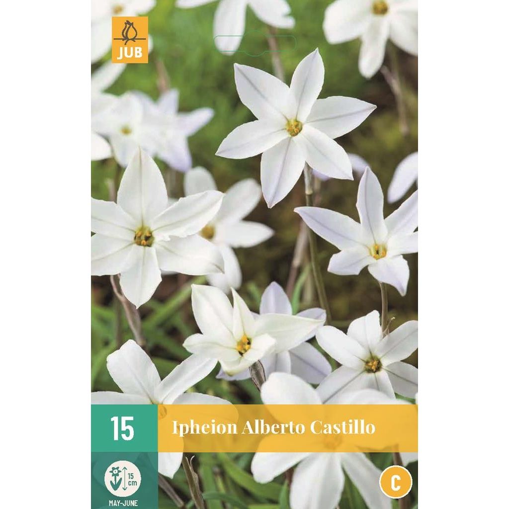 Ipheion uniflorum Albert Castillo 15 bollen