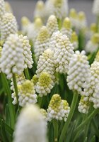 Muscari aucheri white magic 15 bollen - afbeelding 2