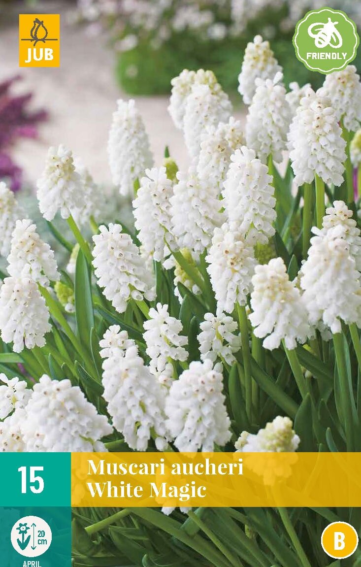 Muscari Aucheri White Magic