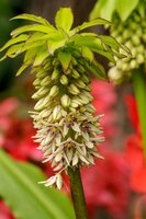 Eucomis bicolor 2 bollen - afbeelding 2