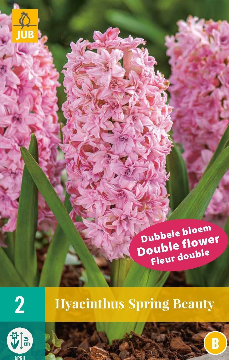 Hyacinthus Spring Beauty