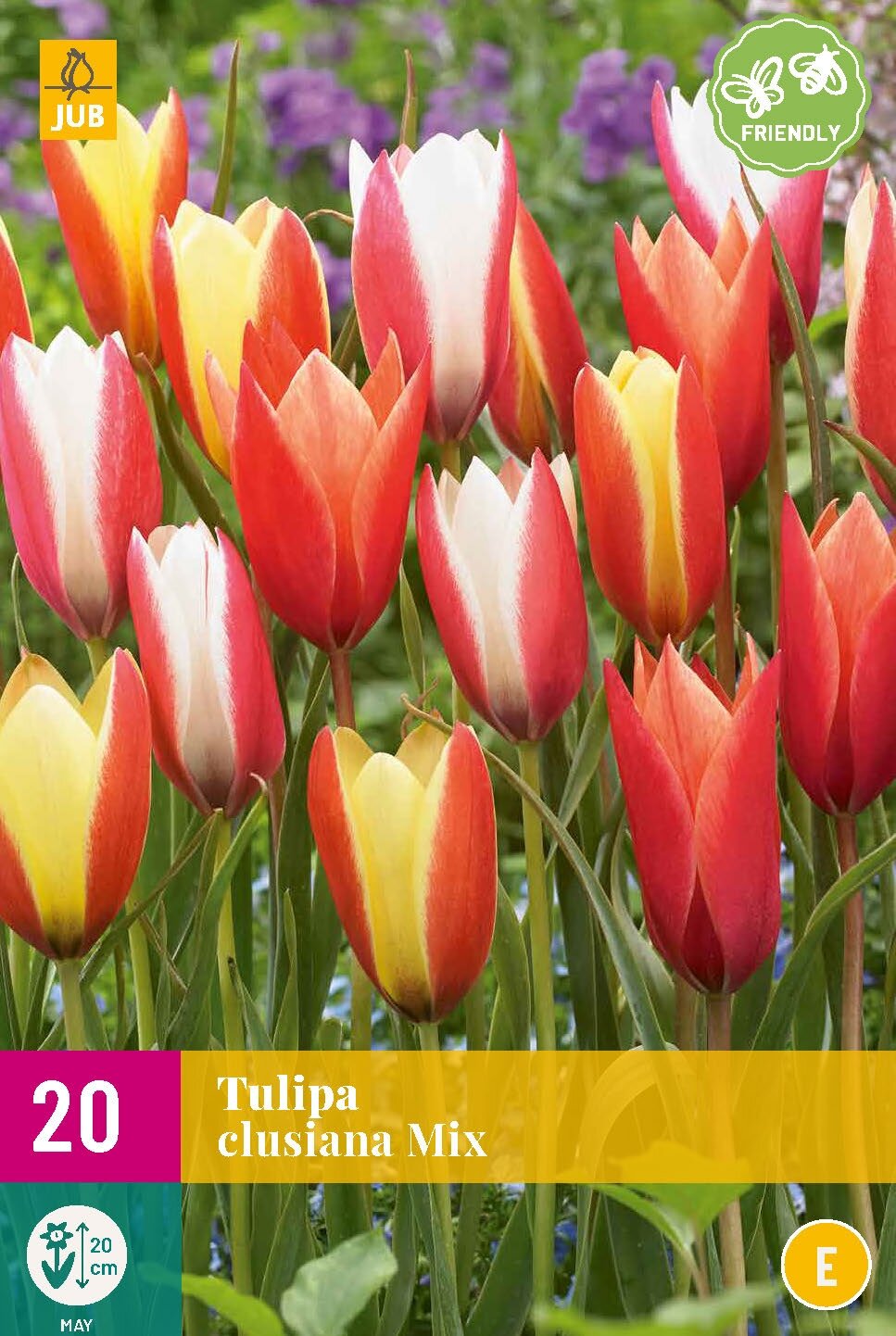 Tulp clusiana mix 20 bollen