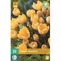 Krokus romance 20 bollen - afbeelding 1