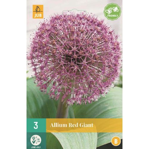 Allium red giant 3 bollen