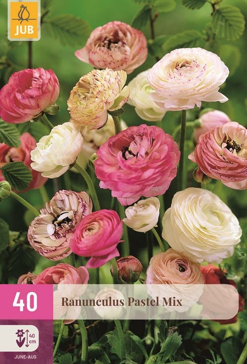 Ranunculus Pastel Mix 40 knollen