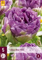 Tulp blue wow 5 bollen