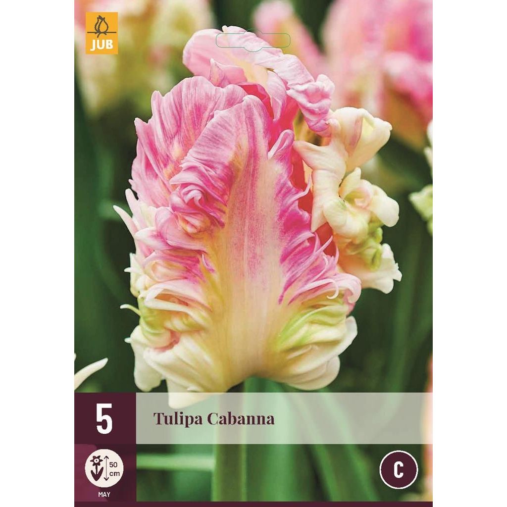 Tulp Cabanna 5 bollen