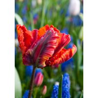 Tulp rasta parrot 5 bollen - afbeelding 2