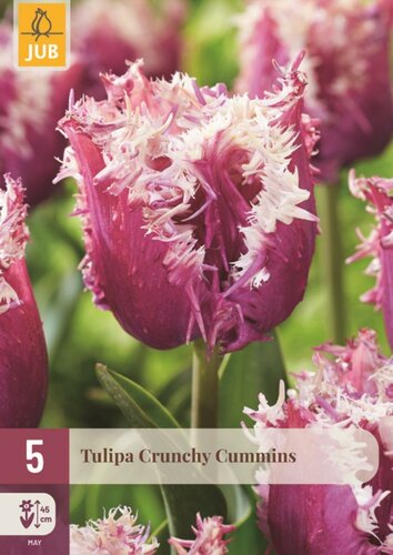 Tulp crunchy cummins 5 bollen