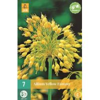 Allium yellow fantasy 7 bollen