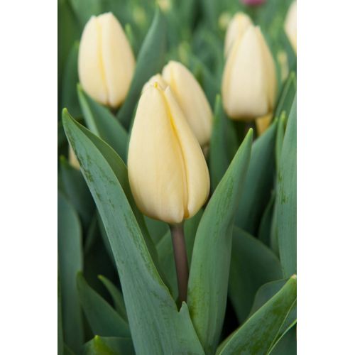Tulp creme fraiche 7 bollen - afbeelding 2