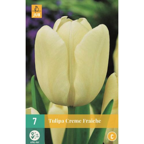 Tulp creme fraiche 7 bollen - afbeelding 1