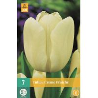 Tulp creme fraiche 7 bollen - afbeelding 2