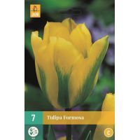 Tulp Formosa 7 bollen - afbeelding 2
