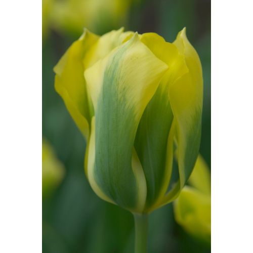 Tulp Formosa 7 bollen - afbeelding 2