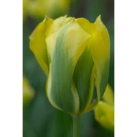 Tulp Formosa 7 bollen - afbeelding 2