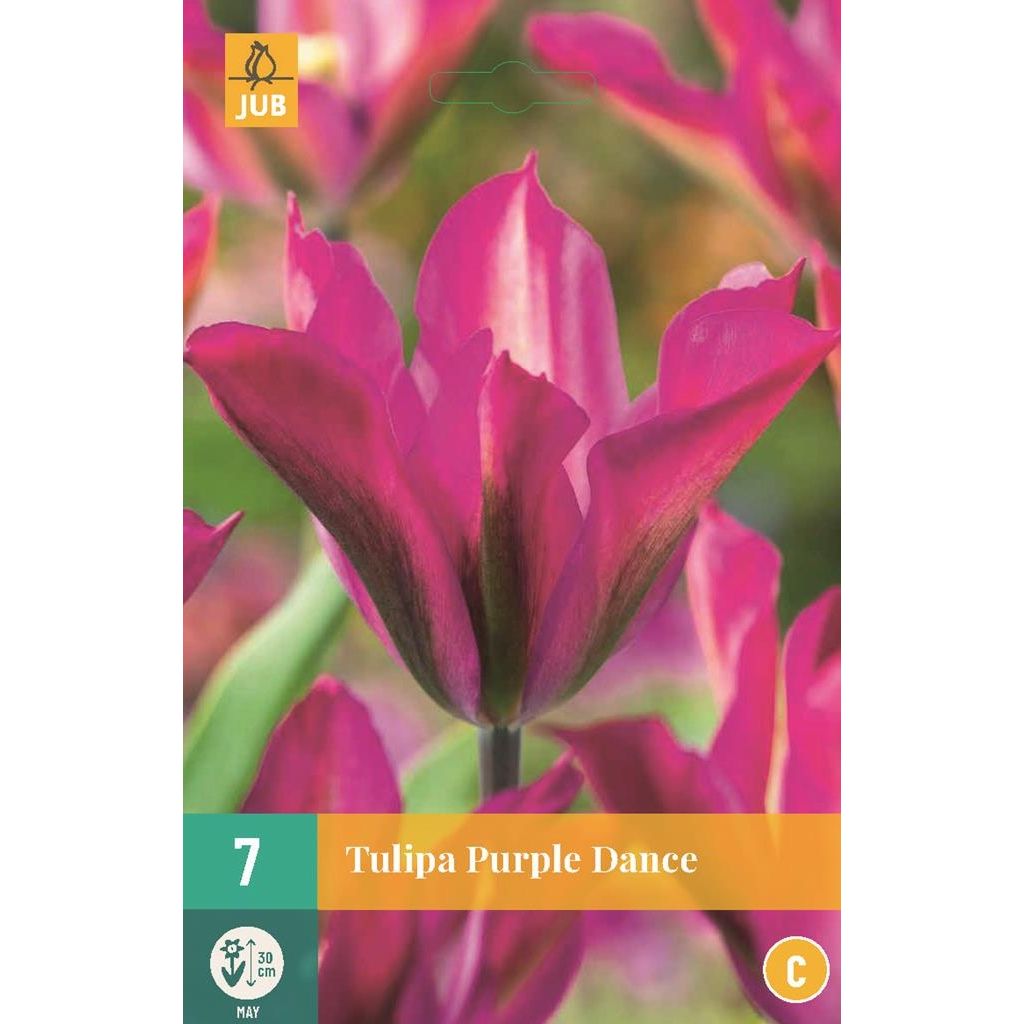 Tulp purple dance 7 bollen
