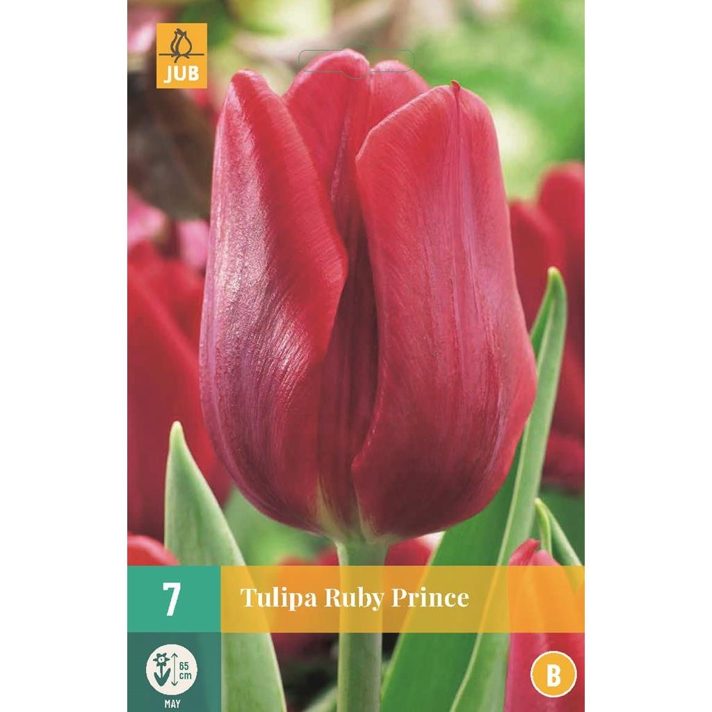 Tulipa Ruby Prince