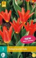 Tulp scarlet baby 7 bollen