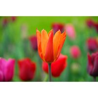 Bio tulp ballerina 7 bollen - afbeelding 2