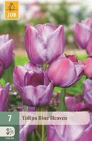 Tulp blue heaven 7 bollen