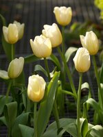 Tulp Catherina 7 bollen - afbeelding 2