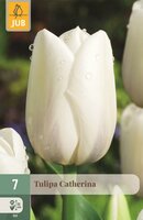 Tulp Catherina 7 bollen - afbeelding 1