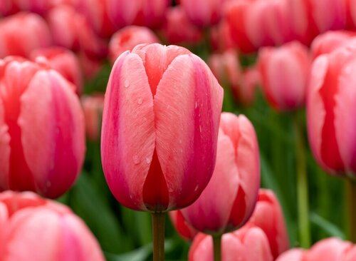 Bio tulp design impression 7 bollen - afbeelding 2
