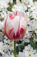 Tulpenbollen triumph happy generation 7 bollen - afbeelding 2