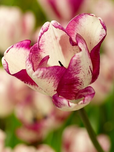 Tulpenbollen triumph Shiun 7 bollen - afbeelding 2