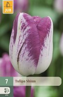 Tulpenbollen triumph Shiun 7 bollen - afbeelding 1