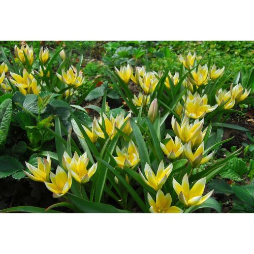 Bio tulp dasystemon tarda 7 bollen - afbeelding 2