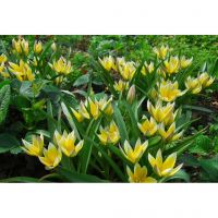 Bio tulp dasystemon tarda 7 bollen - afbeelding 2