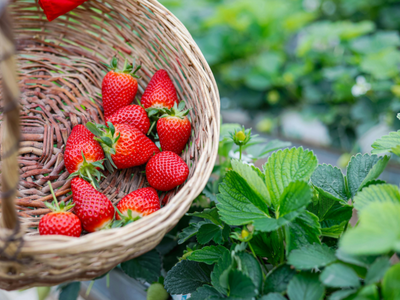 Aardbei